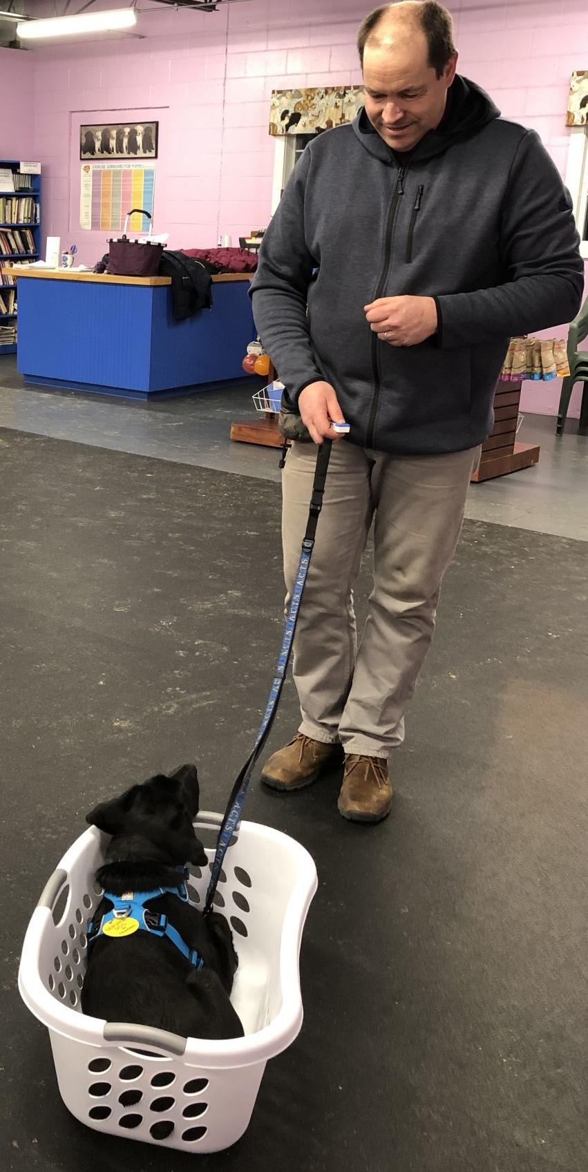 Freesia, service dog in training